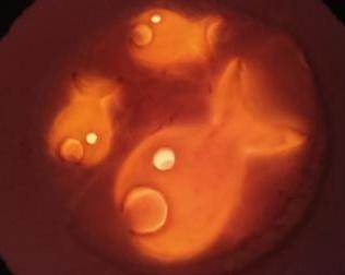 Raku Incandescent Cristobalite Sculpture Ceramique